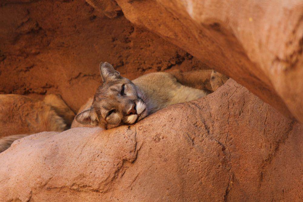 Puma (pixabay.com/PLymouthDriver))
