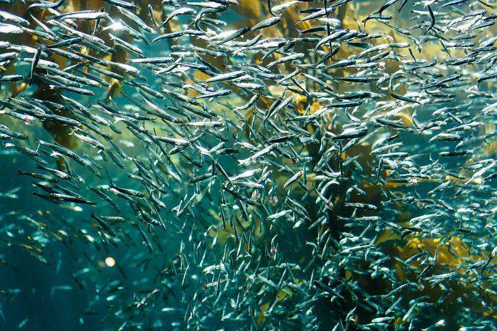 ilustrasi ikan sarden pelangi (pixabay.com/pixaoppa)