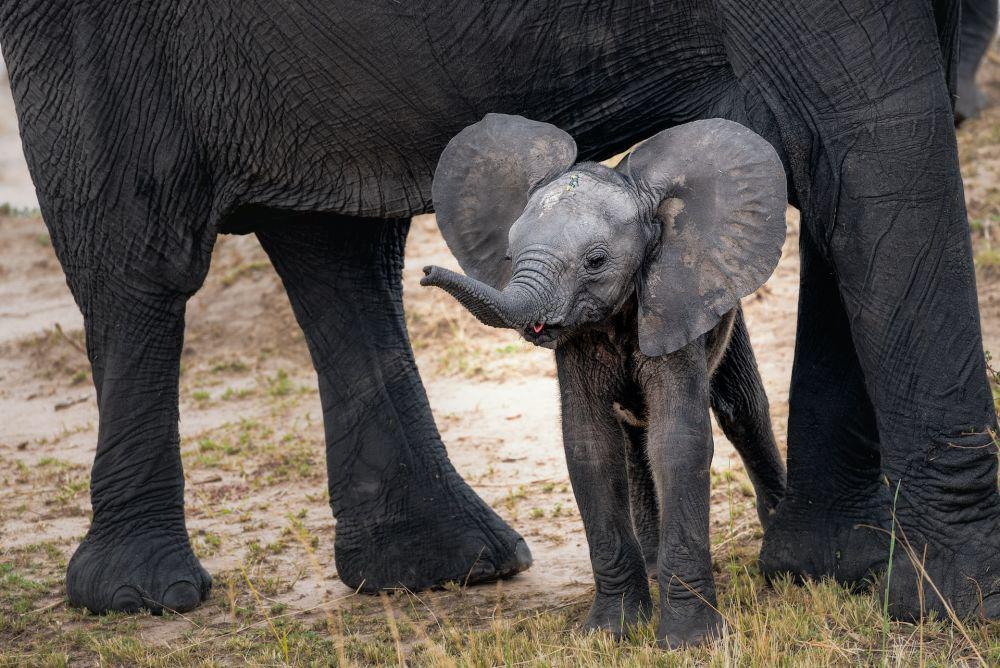 ilustrasi gajah (unsplash.com/Hu Cen)