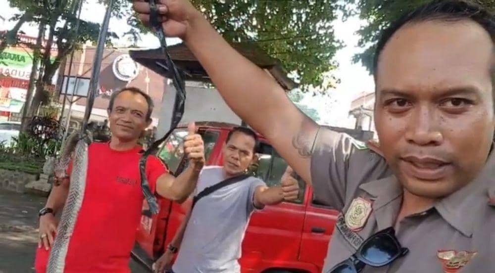 Petugas pemadam kebakaran Tabanan saat menangkap ular yang masuk ke pemukiman warga (Dok.IDNTimes/istimewa)