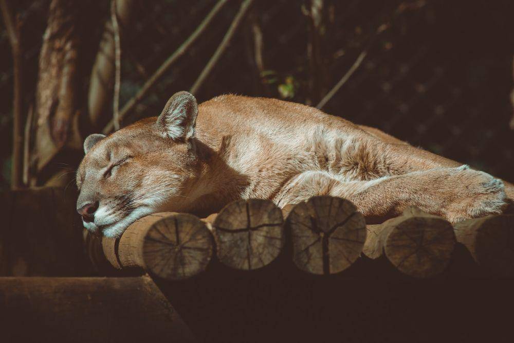 Puma (pexels.com/Lucas Pezeta)