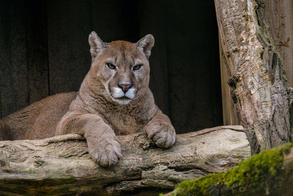 Puma (pexels.com/Nicky Pe)