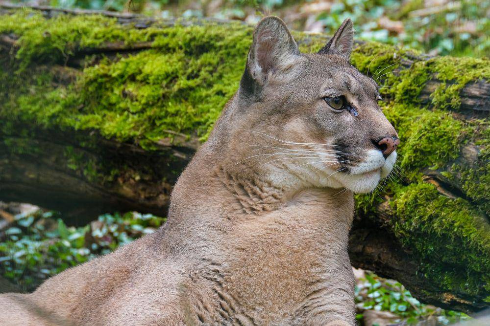 Puma (pexels.com/Nicky Pe)