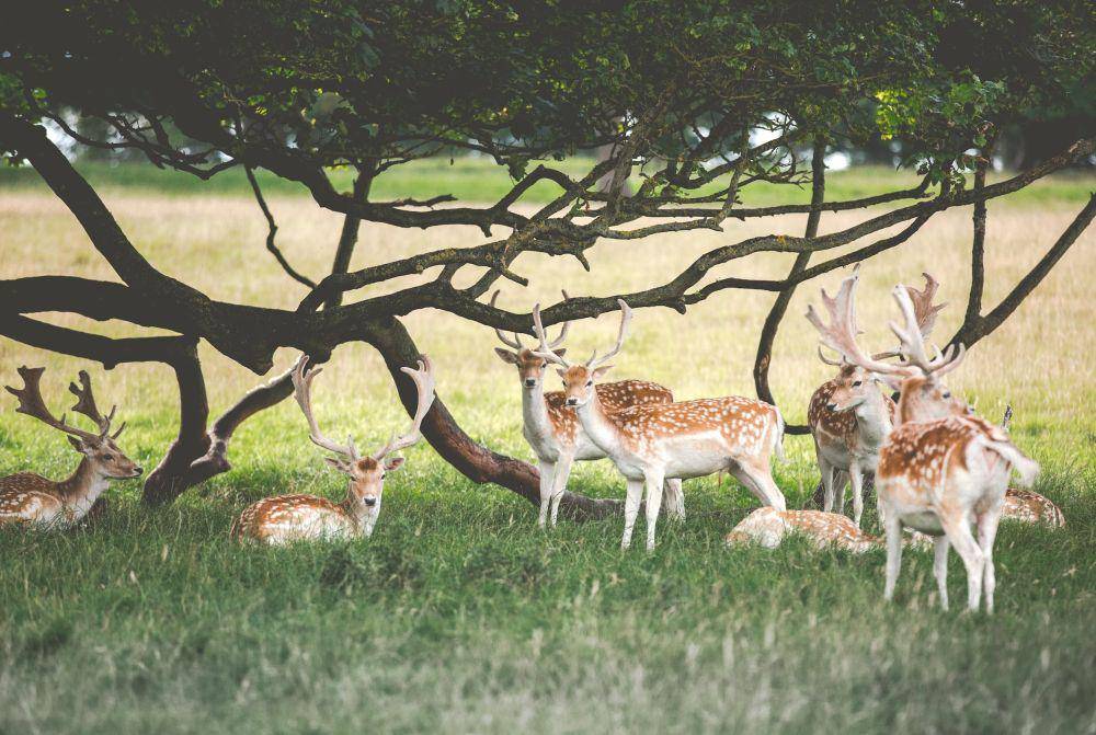 ilustrasi rusa (unsplash.com/@thkelley)