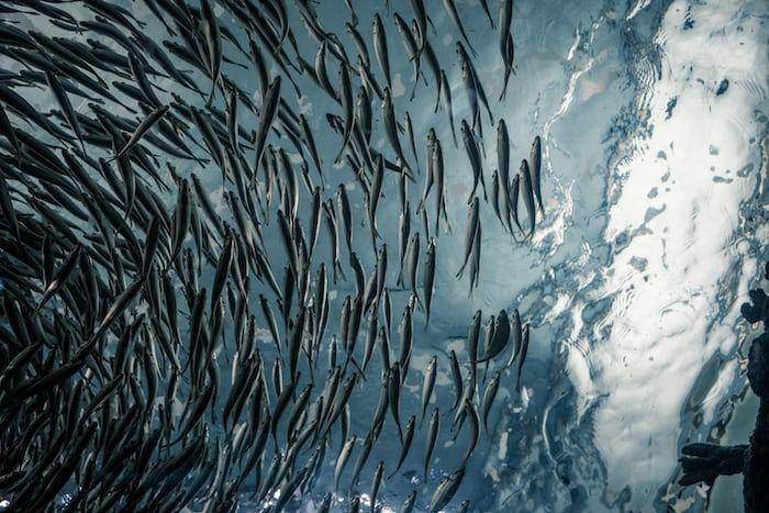 ilustrasi ikan sarden pelangi (unsplash.com/Lance Anderson)
