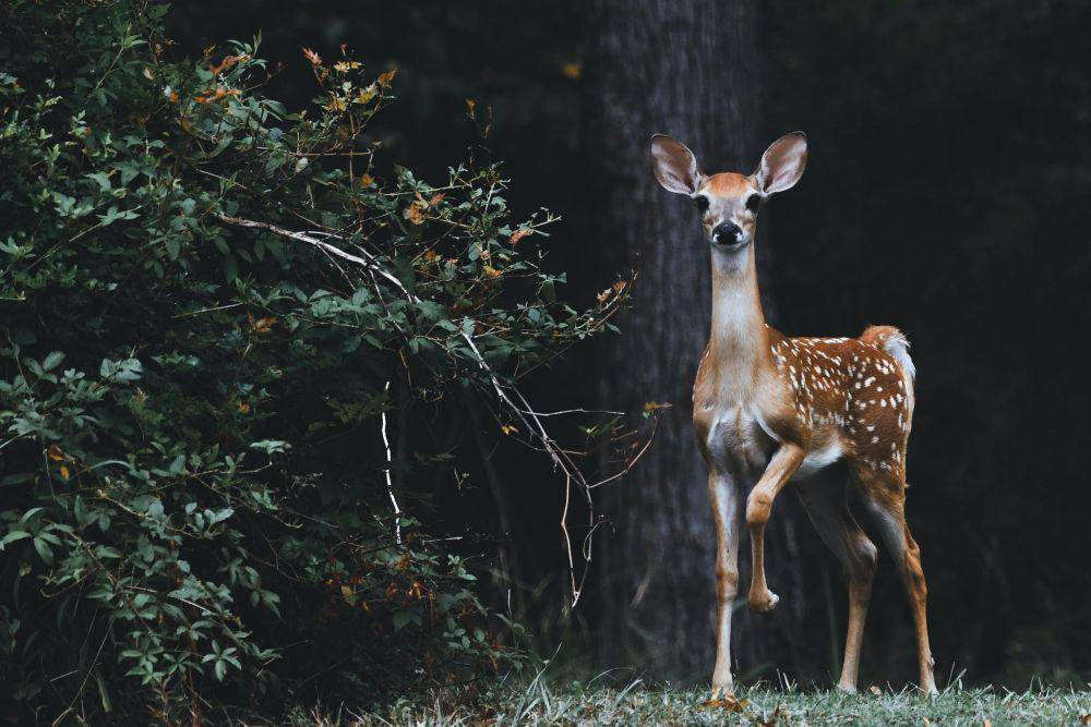 ilustrasi rusa (unsplash.com/@scottcarroll)