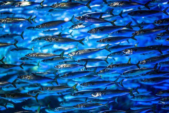 ilustrasi ikan sarden pelangi (unsplash.com/Fengyou Wan)