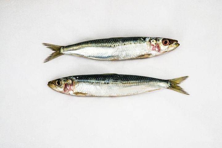 ilustrasi ikan sarden pelangi (pixabay.com/elle_kh)