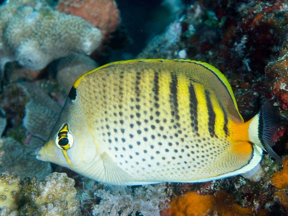 ilustrasi ikan kepe-kepe (commons.wikimedia.org/krokodiver)