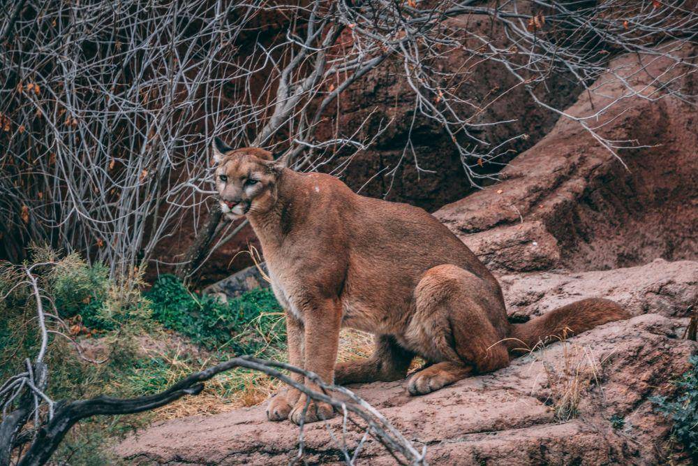 Puma (unspalsh.com/Zach Key)