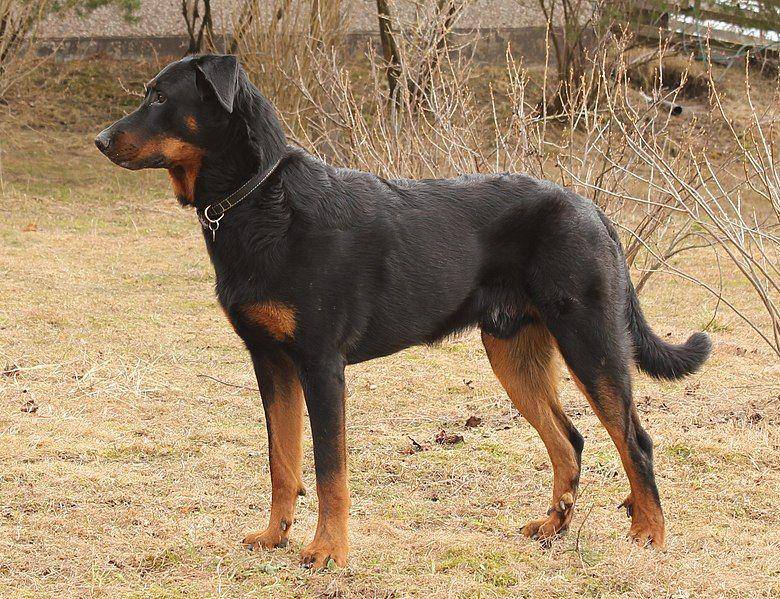 Beauceron (commons.wikimedia.org/KekeK9)