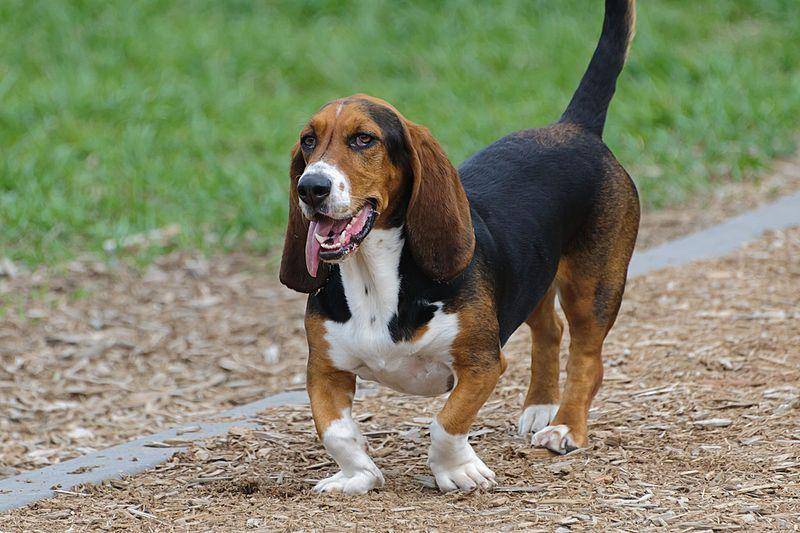 Basset hound (commons.wikimedia.org/Jimapics)