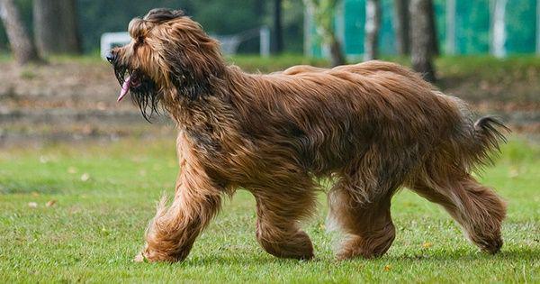 5 Spesies Anjing Asal Prancis, Bentuknya Lebih Menawan