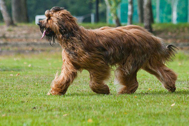 Briard (commons.wikimedia.org/Lilly_M)