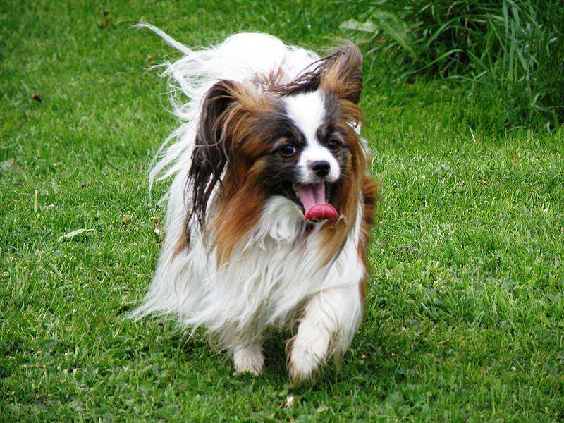 Papillon (commons.wikimedia.org/Huggorm)