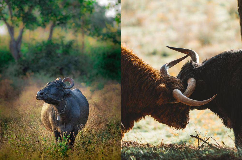 potret kerbau dan banteng (pexels.com/Stijn Dijkstra | pexels.com/Rajukhan Pathan)