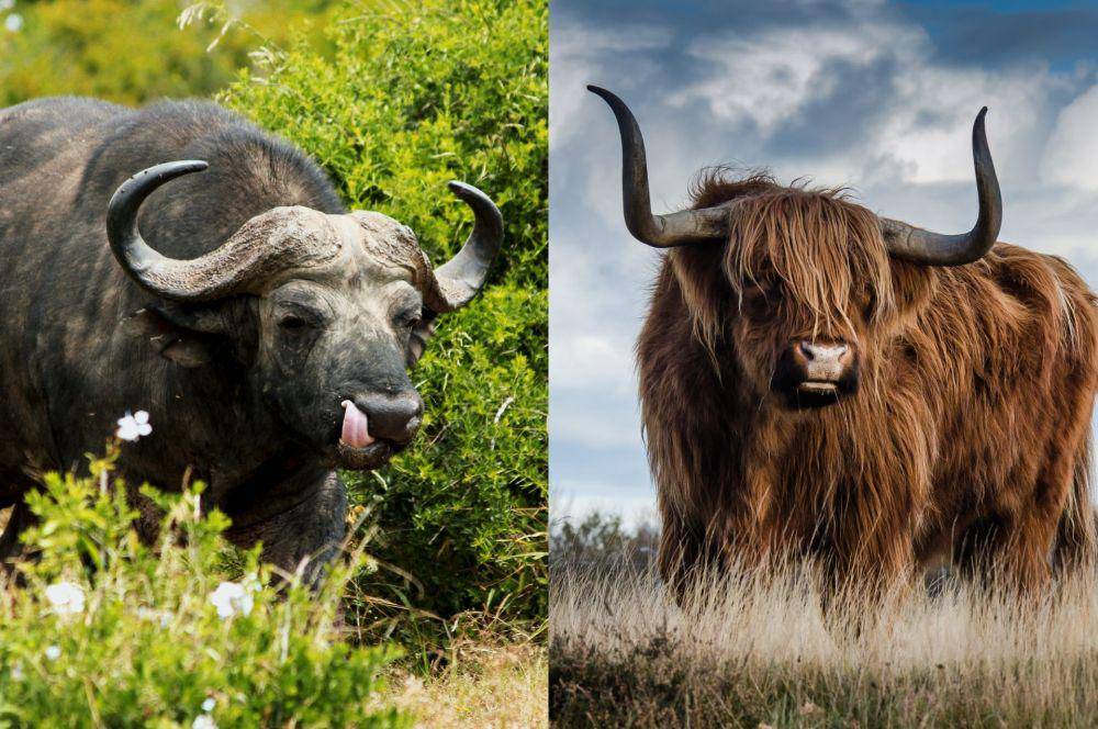 potret kerbau dan banteng (pexels.com/Piet Bakker | pexels.com/Pixabay)