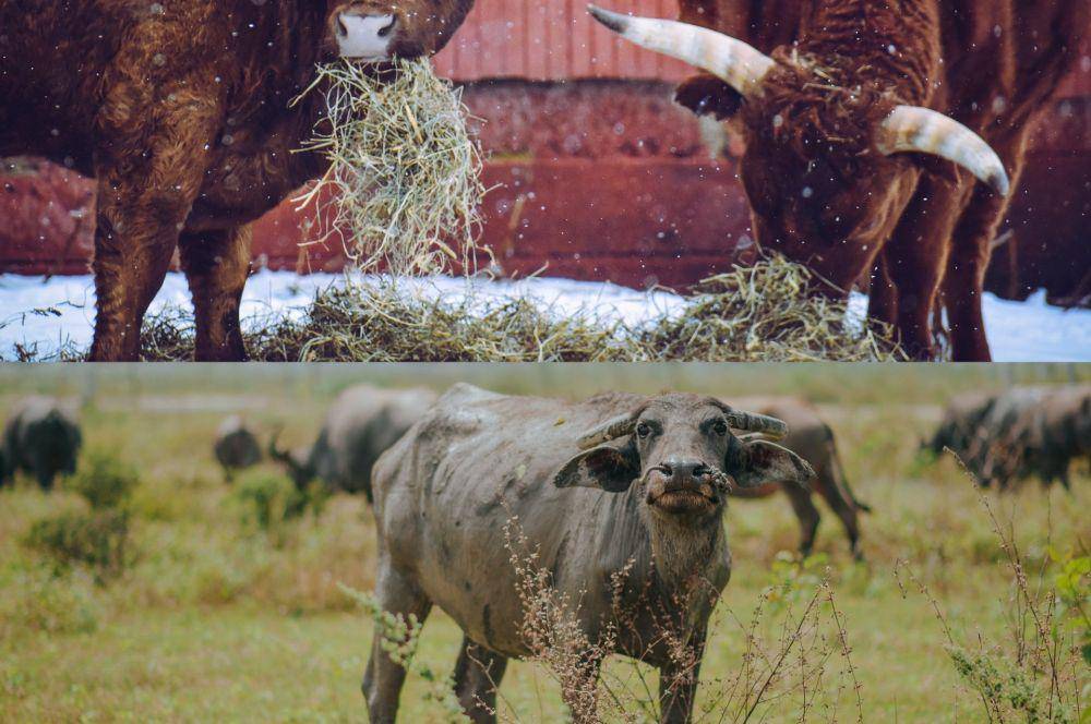 potret kerbau dan banteng (pexels.com/Min An | pexels.com/Chris F)