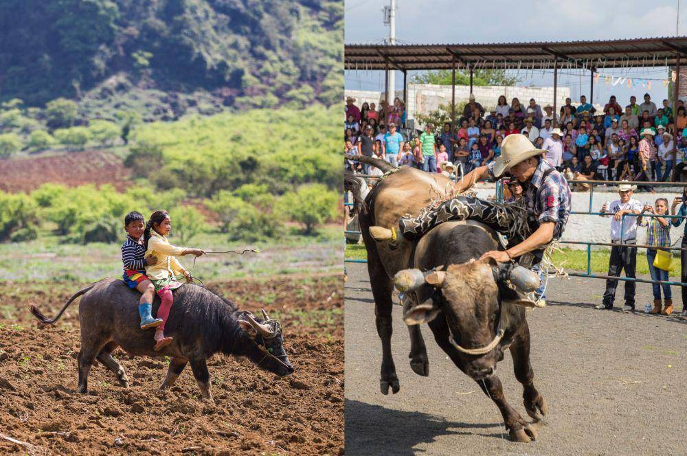 potret kerbau dan banteng (pexels.com/Son Tung Tran | pexels.com/Becerra Govea Photo)
