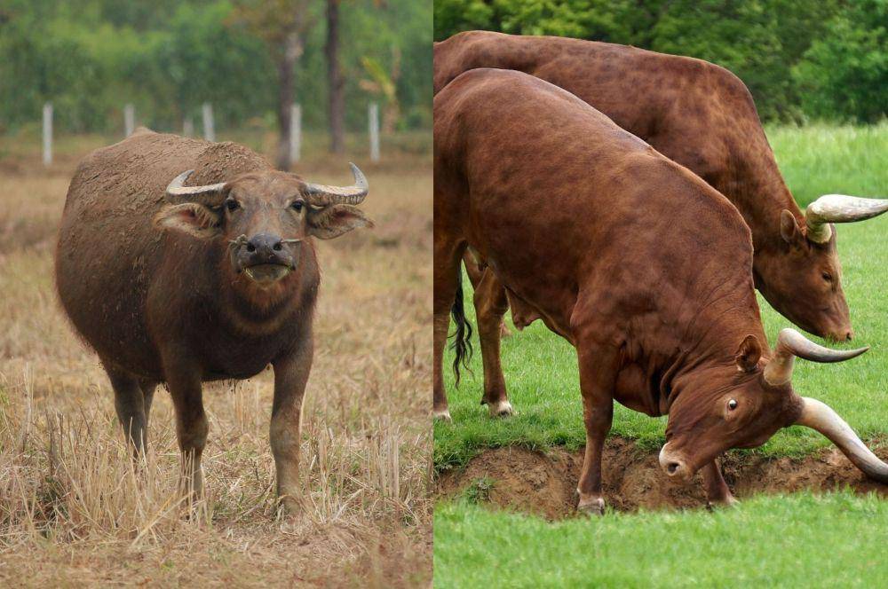 potret kerbau dan banteng (pexels.com/Rutpratheep Nilpechr | pexels.com/Mike Bird)