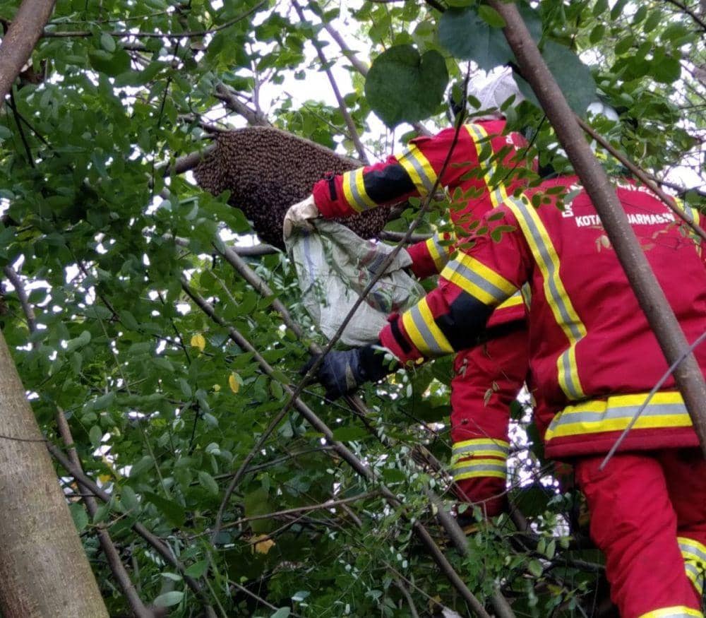 Penyelamatan dan pengamanan sarang lebah yang meresahkan warga Banjarmsin.