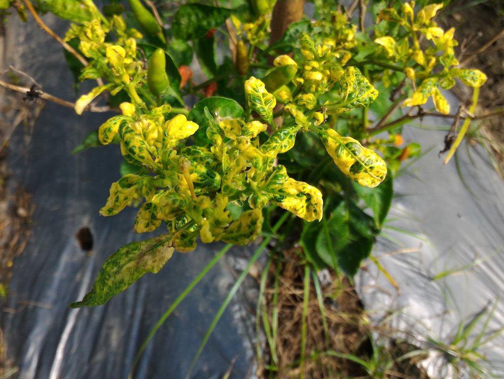 5 Fakta Virus Kuning, Penyakit Tanaman yang Wajib Petani Ketahui!