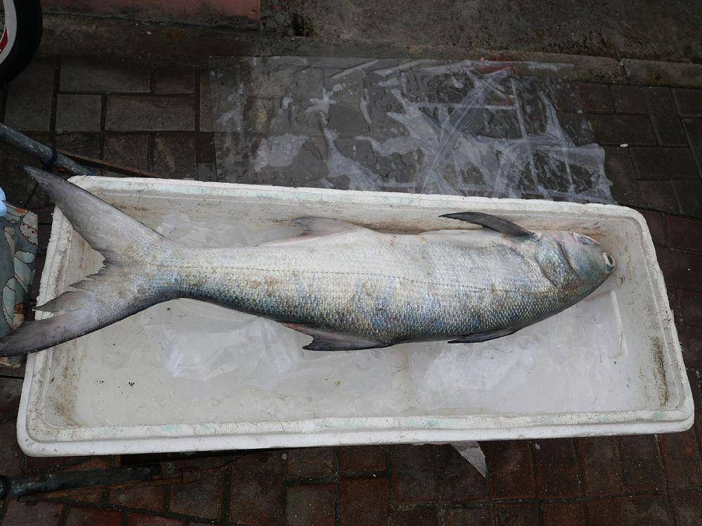 ilustrasi ikan kuro (commons.wikimedia.org/Peachyeung316)