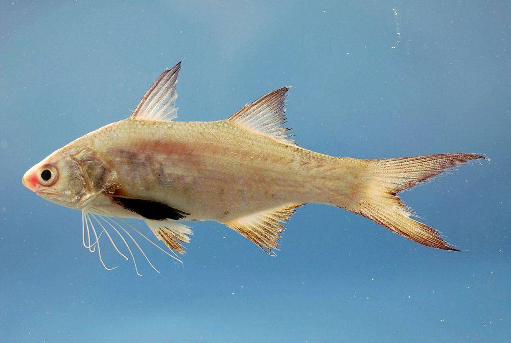 ilustrasi anakan ikan kuro (commons.wikimedia.org/NOAA)