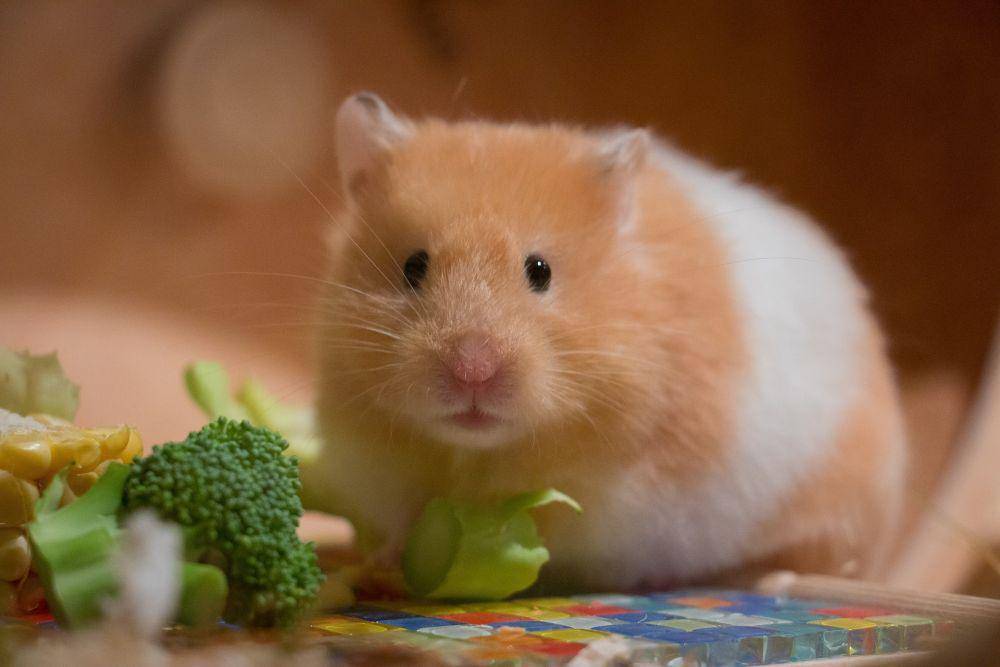 Hamster (pixabay.com/mordilla-net)