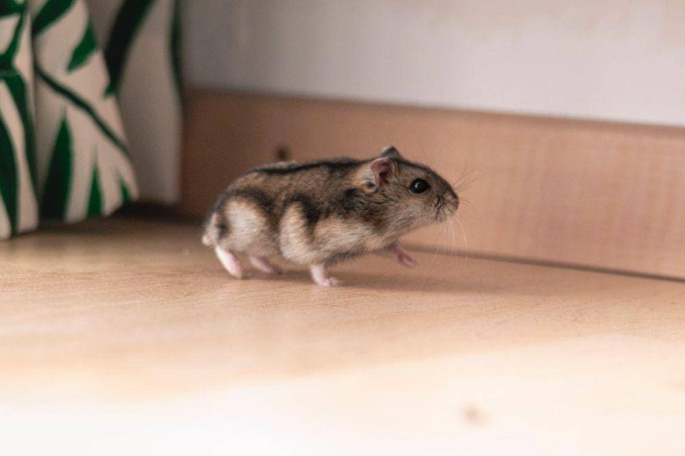 Hamster (unsplash.com/Frenjamin Benklin)