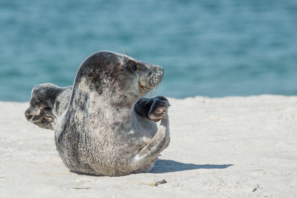 Anjing laut (pixabay.com/Wolfgang Vogt )