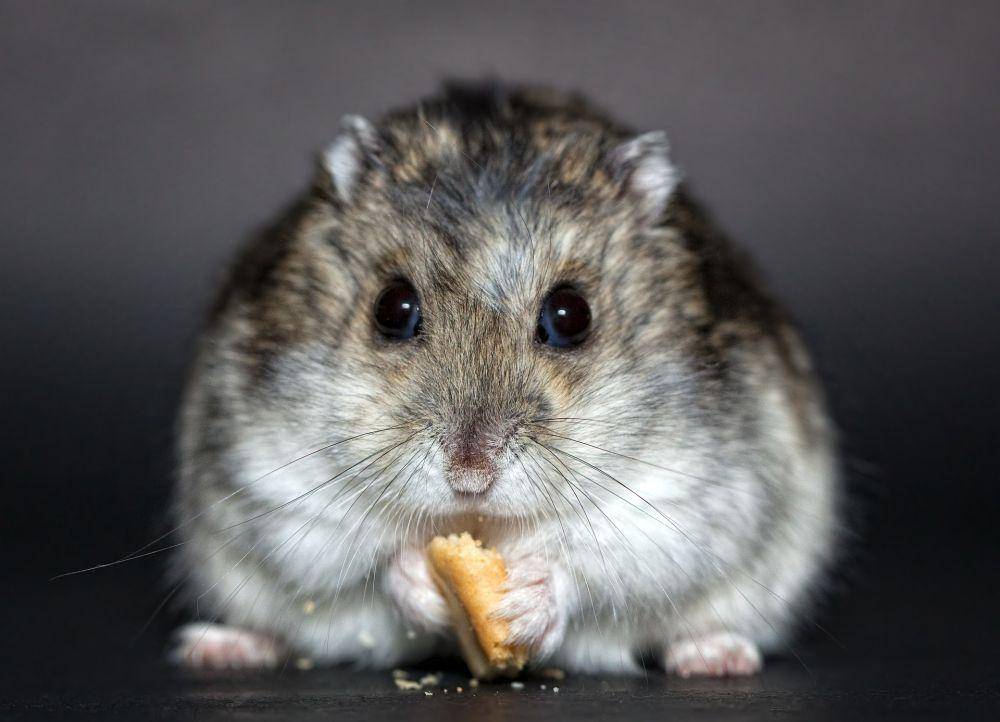 Hamster (pixabay.com/Christine Trewer)