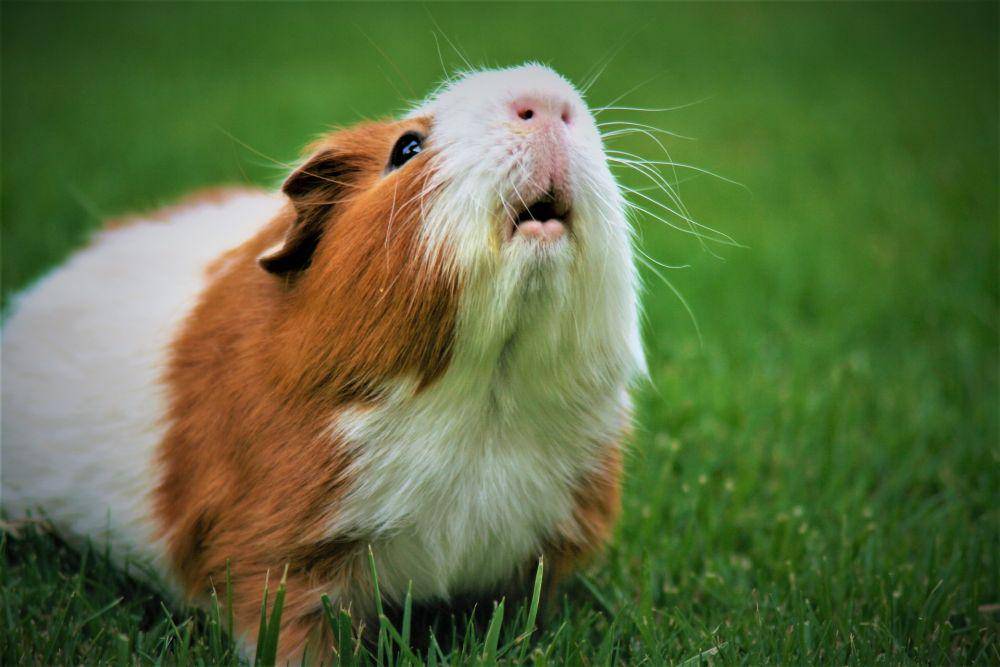 Guinea pig (unsplash.com/Jack Catalano)