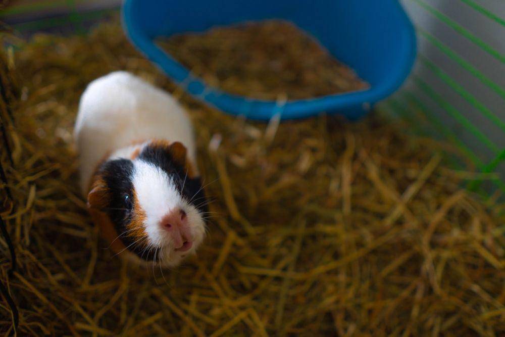 Guinea pig (pexels.com/Anjie Qiu:)