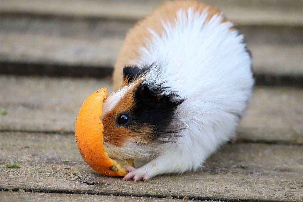 Guinea pig (pexels.com/Catherine Leclert)