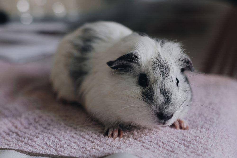 Guinea pig (pexels.com/Jakson Martins)