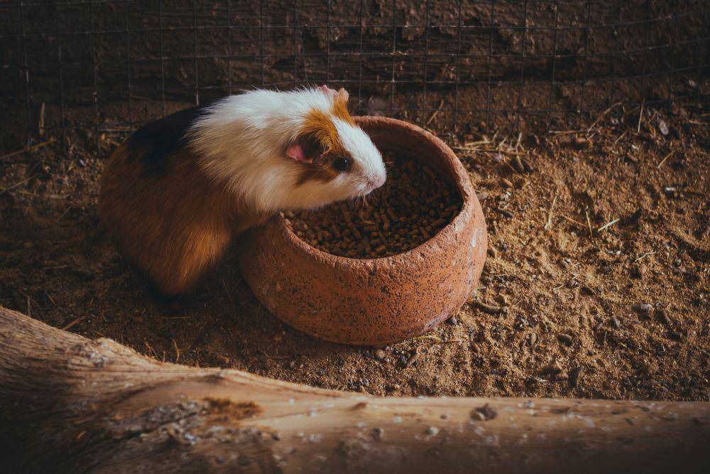 Guinea pig (pexels.com/Jean Alves)