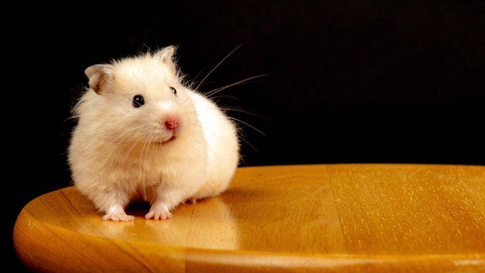 Hamster (pexels.com/Nestorsh)