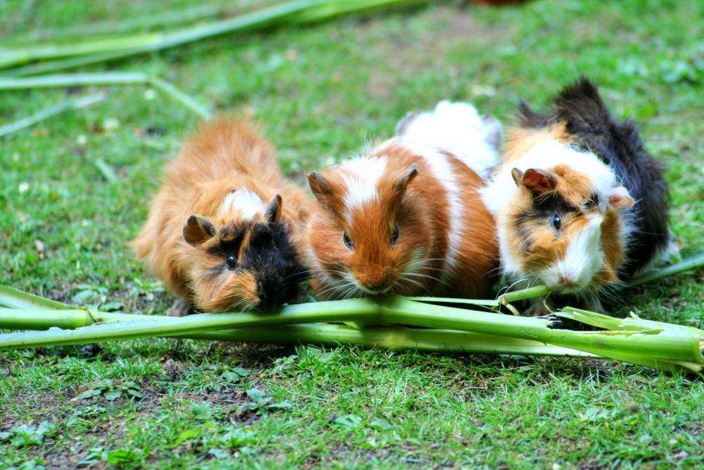 Guinea pig (pexels.com/Pixabay)