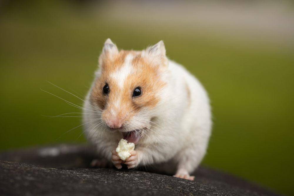 Hamster (pexels.com/Sharon Snider)