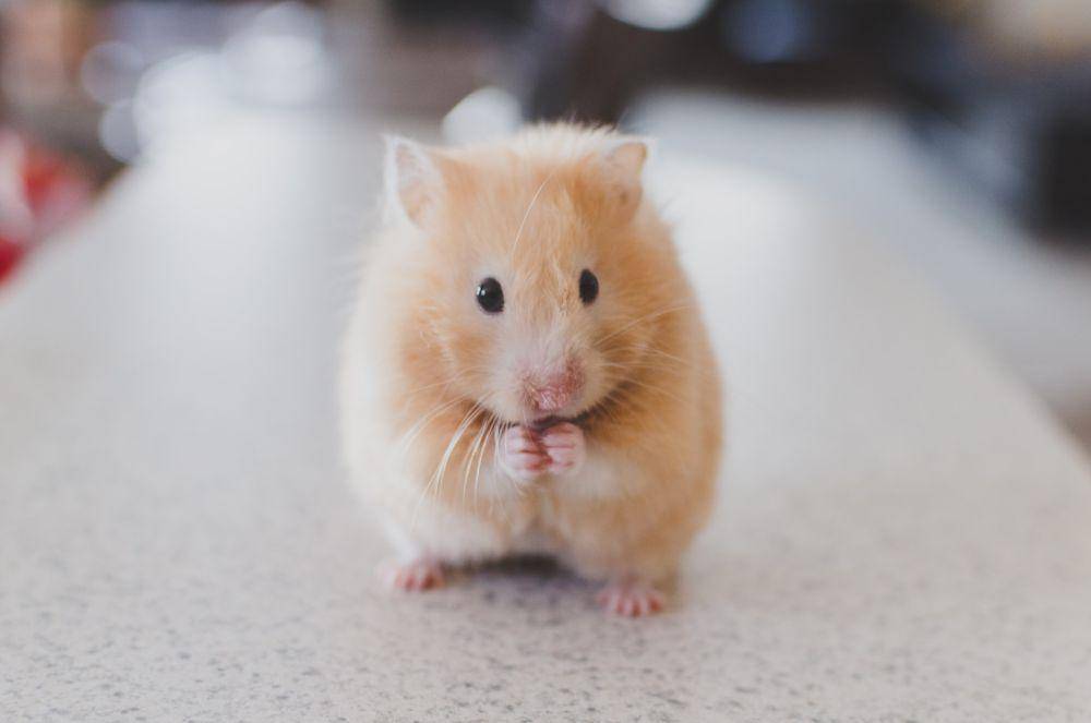 Hamster (unsplash.com/Ricky Kharawala)