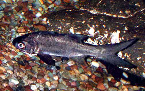 ilustrasi ikan kuro (commons.wikimedia.org/No Author)