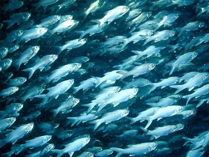 ilustrasi ikan kuro (commons.wikimedia.org/No Author)