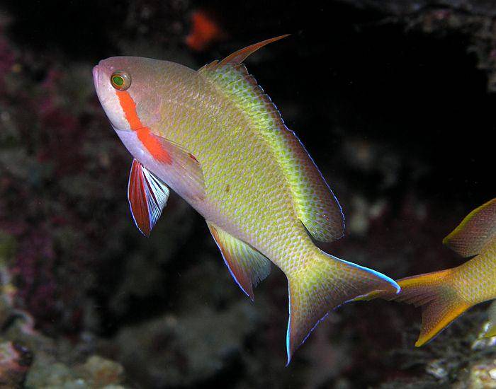ilustrasi ikan kuro anthias (commons.wikimedia.org/Nick Hobgood)