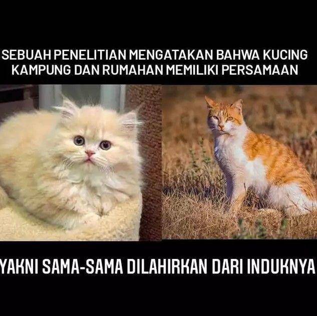 meme ilmu pengetahuan (instagram.com/sejiwatinja)