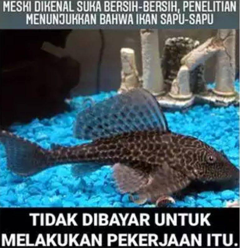 meme ilmu pengetahuan (instagram.com/sejiwatinja)