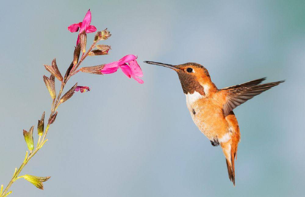 ilustrasi burung kolibri (Pixabay.com/fred prose)