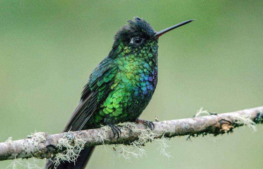 ilustrasi burung kolibri (Pixabay.com/marvinbla)