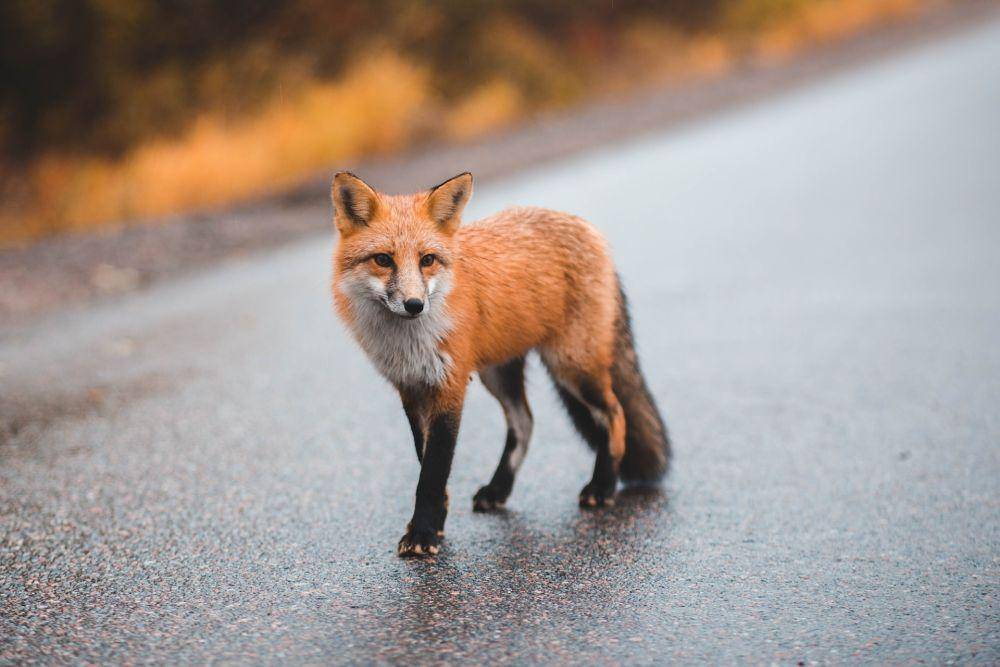 Rubah (unsplash.com/Eric Mclean)