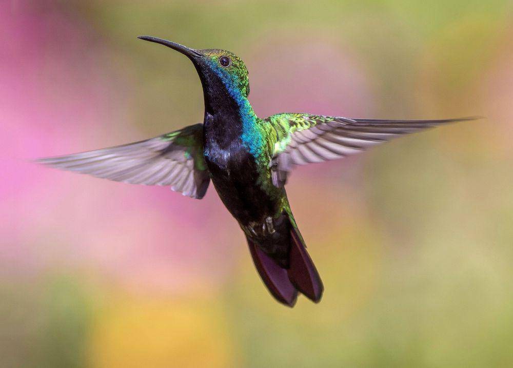 ilustrasi burung kolibri (Pixabay.com/Pexels)